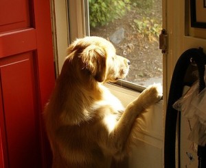 Separation anxiety in any Dog, foster or adopted, can lead to serious problems and is a problem to be dealt with immediately.