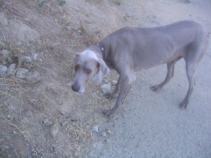 Yeager paused, mid-hike at Runyon Canyon.