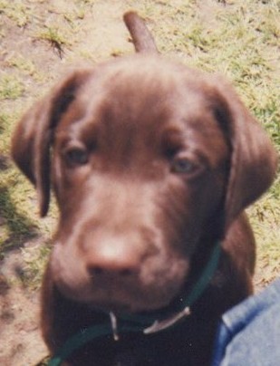 Smokey at the start of life. (Smokey's Fund, animalcaresanctuary.org) 