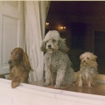 The Nixon canine trio.