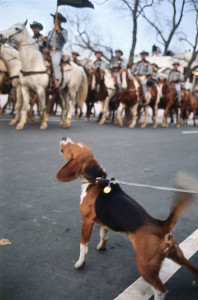 Either Him or Her barking at horses marching in LBJ's 1965 Inaugural parade. (Corbis)