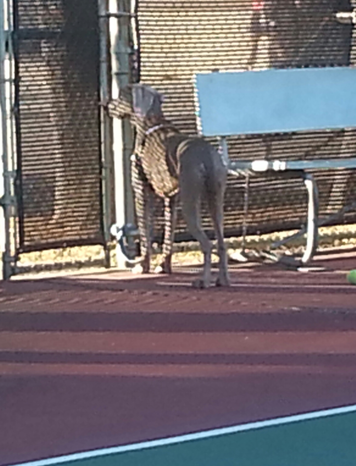 Caesar, mesmerized by a basketball game, seemingly oblivious to the tennis game behind him.