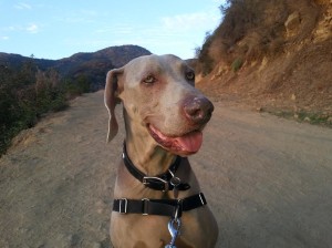 Hudson on hike break.
