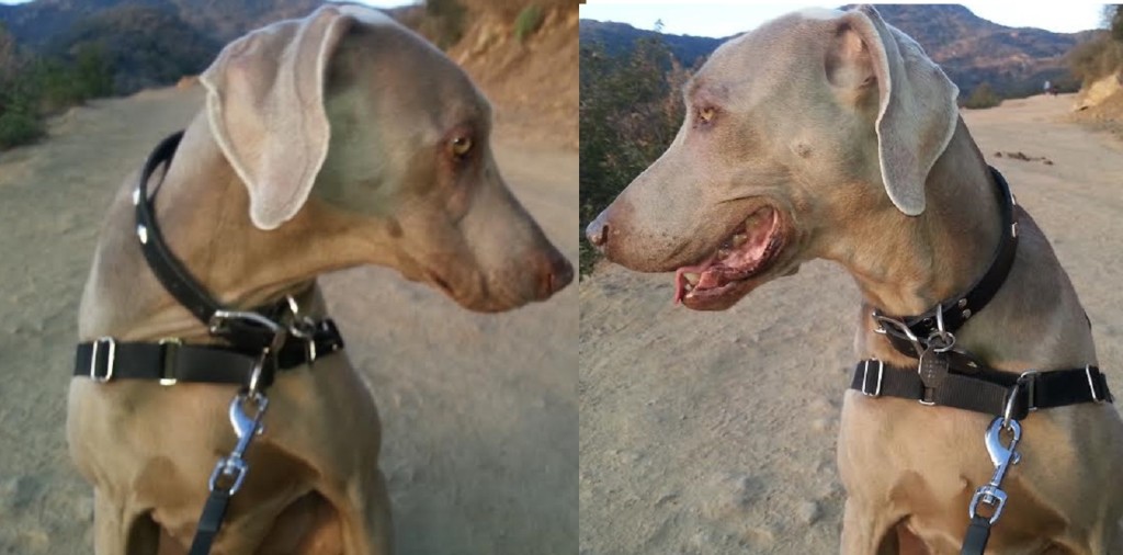 Same dog as always, but Caesar is now Hudson.
