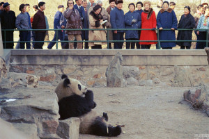 Wherever she was during her week in China, the cameras could find Pat Nixon because of her coat, seen here glimpsing a panda - which prompted a gift of them to the U.S. . (english.crn.cn)