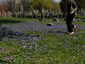 A field of wild violets in a Schenedtady, New York cemetery. (schenectadyphotographs.blogspot.com)