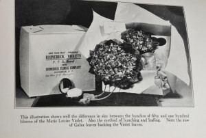 An advertisement for violet bouquets from Rhinebeck, New York.