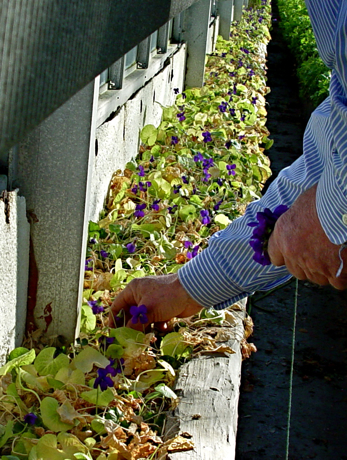 Fred Battenfeld caring for the last remnants of New York State's once thriving violet industry. (leslieland.com)