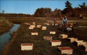 Cranberrry bog workers at Hanson, Massachusetts where Ocean Spray get their red ones.