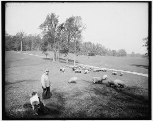 "Gentlemen and deer ran wild in Prospect Park," is how Mae West recalled the famous Brooklyn park being during her childhood.