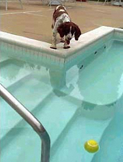 Barbara Bush's spaniel Spot spots a ball in the White House pool.