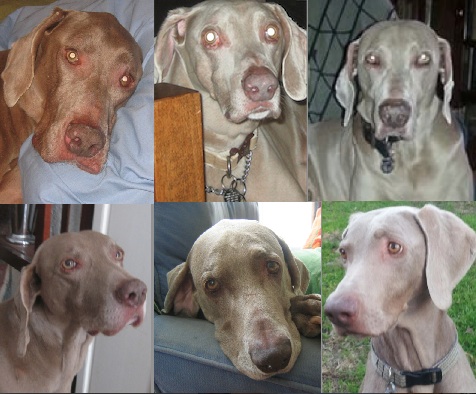 Six Weims I fostercared, two who I adopted: (top, left to right:Beamer, Paddington, Hudson, lower, left to right: Weimy, Yeager, Baron)