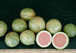 Pink lemons off the tree. (botanical-journeys-plant-guides.com)