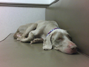A Weimaraner from a southwestern rescue just prior to being brought to a foster home.